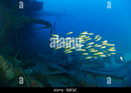 L'École de l'albacore goatfishes autour du Salem Express wreck Banque D'Images