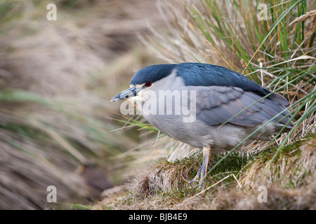 Nachtreiher bihoreaux Nycticorax nycticorax falklandicus hot Sea Lion Island Iles Falkland Banque D'Images