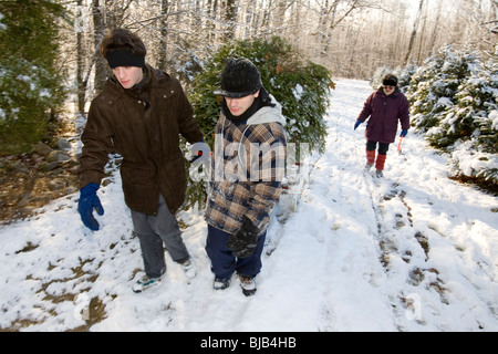 Deux adolescents faites glisser un arbre de Noël qu'ils ont coupés. Banque D'Images