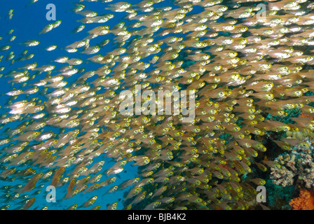 De l'école golden sweeper au large de Safaga, Egypte, Mer Rouge. Banque D'Images