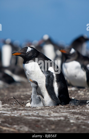 Gentoo pingouin Pygoscelis papua Eselpinguin Sea Lion Island Îles Malouines colonie avec des oeufs et des poussins Banque D'Images