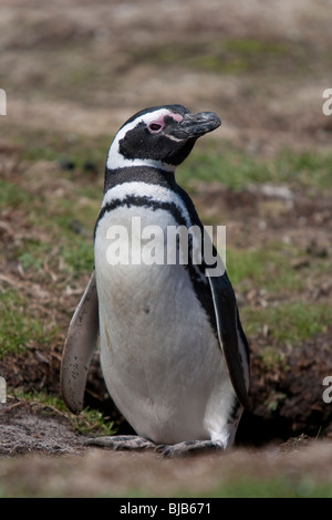 Magellanic Penguin Spheniscus magellanicus Magellanpinguin Jackass Sea Lion Island Iles Falkland Banque D'Images