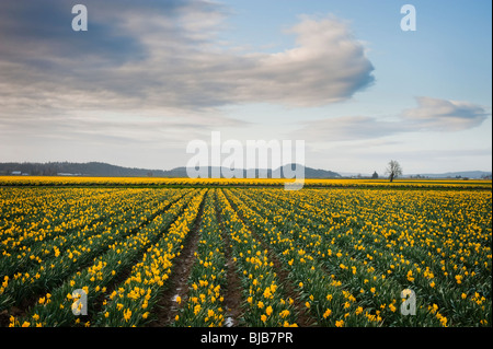 Printemps dans la vallée de la Skagit, Washington. Les jonquilles commencent à fleurir en très grand nombre de décisions l'ensemble de la zone un tapis de fleurs. Banque D'Images