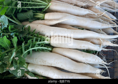 Les radis Daikon récoltés "Raphanus sativus', Banque D'Images