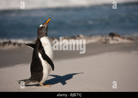 Gentoo pingouin Pygoscelis papua Eselpinguin Sea Lion Island Iles Falkland Banque D'Images