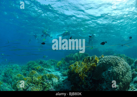 De corail de feu corail dans la mer Rouge, au large de Hurghada, Egypte. Banque D'Images