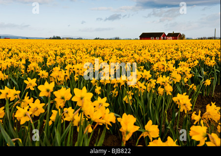 Printemps dans la vallée de la Skagit, Washington. Les jonquilles commencent à fleurir en très grand nombre de décisions l'ensemble de la zone un tapis de fleurs. Banque D'Images