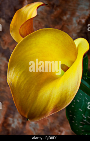 Calla jaune close up Banque D'Images