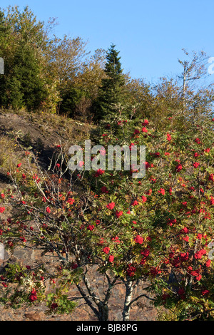 Parc national des Great Smoky Mountains Caroline du Nord aux États-Unis Amérique du Nord États-Unis arbre Sorbus Sargentiana Sargent's Rowan Sargents Rosaceae hi-RES Banque D'Images