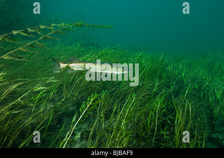 Le grand brochet sous l'eau dans le fleuve Saint-Laurent au Canada Banque D'Images