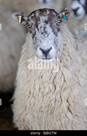 Premier British Élevage - Ewe Banque D'Images