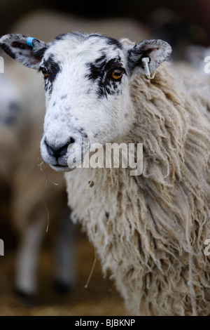 Premier British Élevage - Ewe Banque D'Images