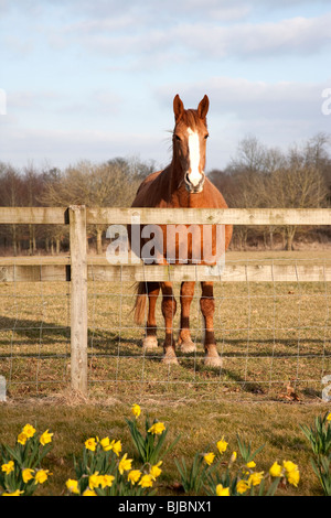 Cheval en champ, le château de Blarney Irlande Banque D'Images