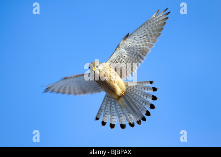 Kestrel, européenne (Falco tinnunculus) - mâle en vol stationnaire Banque D'Images