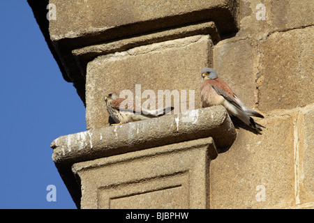 Faucon crécerellette (Falco naumanni) - paire sur corniche en pierre de l'église, l'Estrémadure, Espagne Banque D'Images