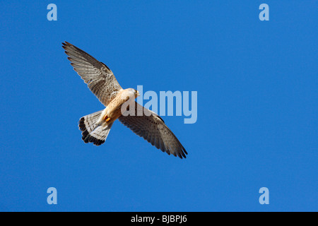 Faucon crécerellette (Falco naumanni), homme en vol, l'Estrémadure, Espagne Banque D'Images