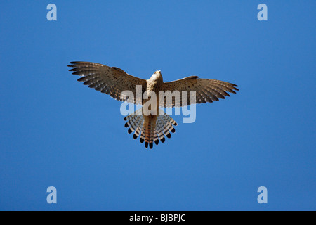 Faucon crécerellette (Falco naumanni), femme en vol, l'Estrémadure, Espagne Banque D'Images