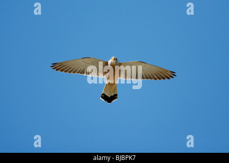 Faucon crécerellette (Falco naumanni), homme en vol, l'Estrémadure, Espagne Banque D'Images