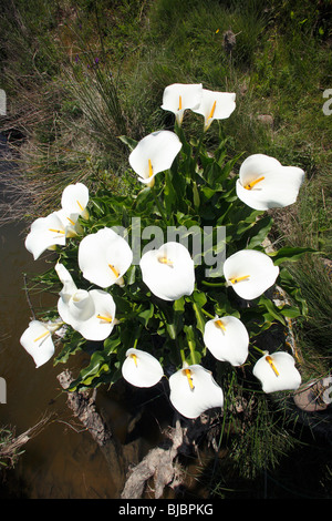 Arum creticum Arum (Crète) - jardin s'échapper de plus en plus, sur les bords de la rivière, de l'Alentejo, Portugal Banque D'Images