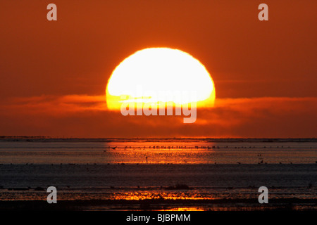 Lever du soleil d'automne, sur la mer du Nord, avec la migration des limicoles, Lindisfarne, Northumberland, England, UK Banque D'Images