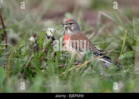 (Acanthis cannabina Linnet), homme se nourrissant de graines de pissenlit, Allemagne Banque D'Images