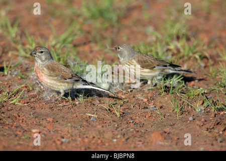 (Acanthis cannabina Linnet), mâle et femelle se nourrissant de graines de pissenlit, Allemagne Banque D'Images