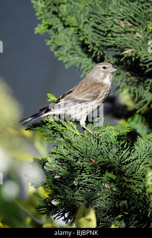 (Acanthis cannabina Linnet), femme assise sur bush, Allemagne Banque D'Images