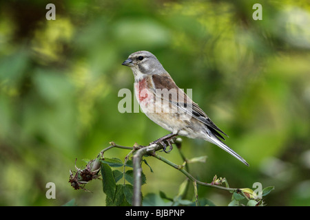 (Acanthis cannabina Linnet), homme perché sur rosier, Allemagne Banque D'Images