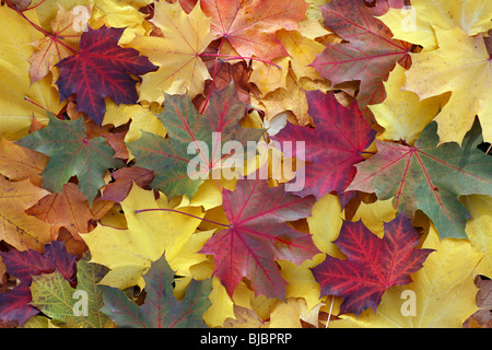 Érable de Norvège (Acer pseudoplatanus), l'automne feuilles colorées sur le sol, Allemagne Banque D'Images