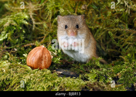 Micromys minutus (Souris), à la noisette Banque D'Images