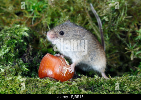 Micromys minutus (Souris), il se nourrit de noisettes Banque D'Images