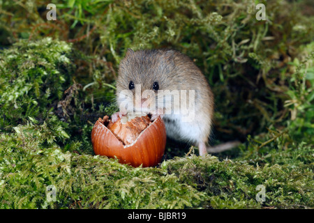 Micromys minutus (Souris), il se nourrit de noisettes Banque D'Images