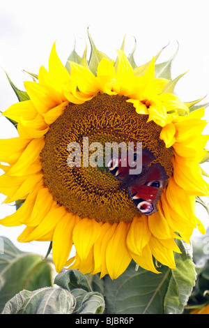 Peacock Butterfly (Inachis io) se nourrissant de tournesol (Helianthus annuus), Allemagne Banque D'Images