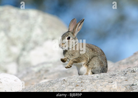 Lapin sauvage (Oryctolagus cuniculus), le nettoyage lui-même avec ses pattes, Alentejo, Portugal Banque D'Images