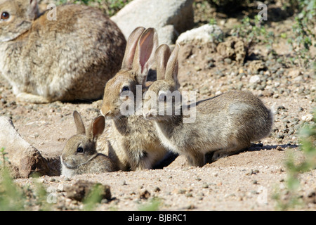 Lapin sauvage (Oryctolagus cuniculus), femme avec deux jeunes animaux à l'entrée des terriers, Alentejo, Portugal Banque D'Images