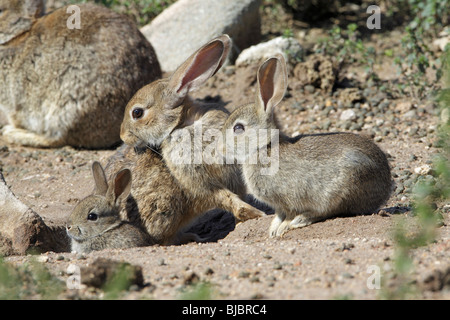 Lapin sauvage (Oryctolagus cuniculus), femme avec deux jeunes animaux, à l'entrée des terriers, Alentejo, Portugal Banque D'Images
