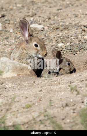 Lapin sauvage (Oryctolagus cuniculus), femme avec deux bébés animaux à l'entrée des terriers, Alentejo, Portugal Banque D'Images