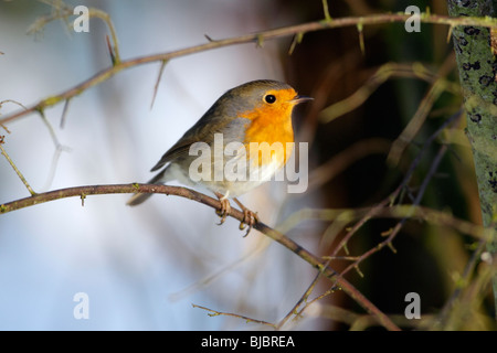 Robin (Erithacus rubecula aux abords), perché sur branche en hiver, Allemagne Banque D'Images