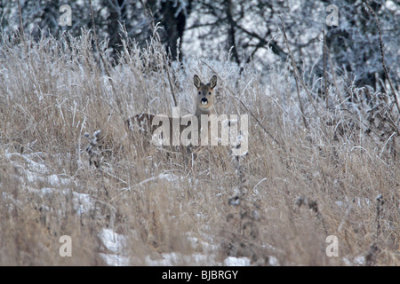 Buck Chevreuil (Capreolus capreolus) - dans l'herbe couverte de givre wilderness Banque D'Images