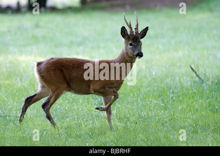 Le Chevreuil (Capreolus capreolus), Buck l'article alerte, Allemagne Banque D'Images