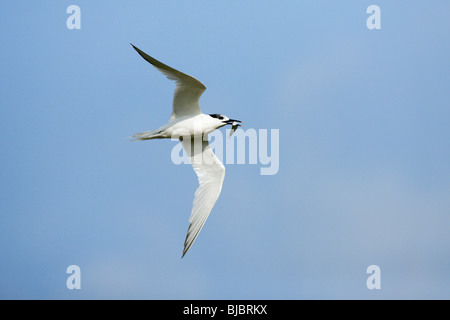 Sterne caugek (Sterna sandvicensis), en vol avec le poisson dans son bec, Texel, Hollande Banque D'Images