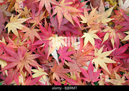 L'érable japonais (Acer palmatum), l'automne feuilles colorées sur le sol, Allemagne Banque D'Images