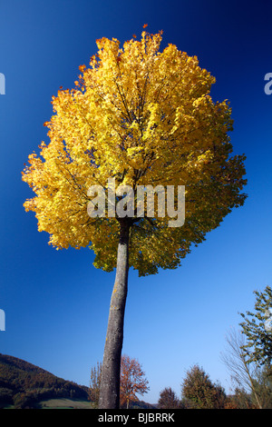 Érable de Norvège (Acer platanoides), montrant la couleur en automne, Allemagne Banque D'Images