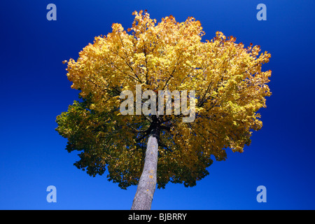 Érable de Norvège (Acer platanoides), montrant la couleur en automne, Allemagne Banque D'Images