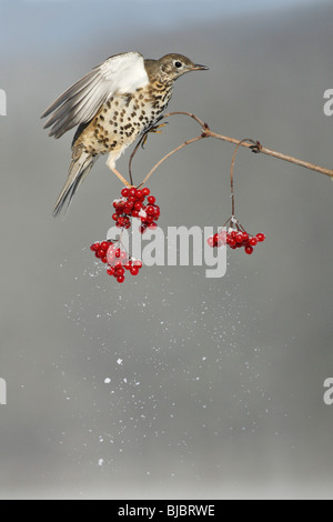 Mistle Thrush (Turdus viscivorus), se nourrissant de baies Rose Guelder en hiver, Allemagne Banque D'Images