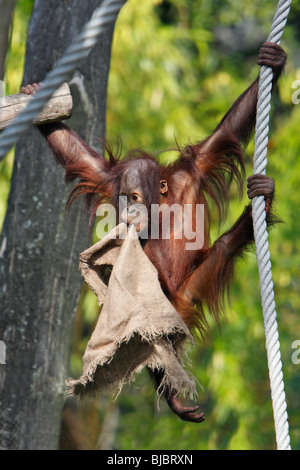 Les orangs-outans (Pongo pygmaeus) - jeune animal jouant avec sac, se balancer sur la corde Banque D'Images