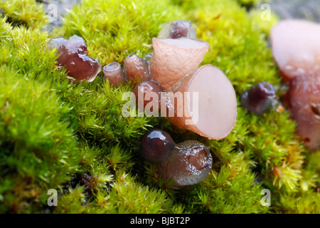 Hêtre (Jellydisc Petrak Neobulgaria pura), de plus en plus parmi la mousse sur la tige des arbres hêtre mort, Allemagne Banque D'Images