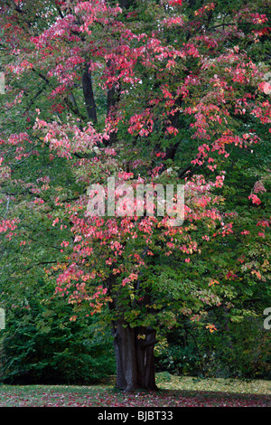 L'Érable rouge (Acer rubrum), montrant la couleur en automne, Allemagne Banque D'Images