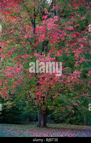 L'Érable rouge (Acer rubrum), montrant la couleur en automne, Allemagne Banque D'Images