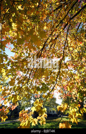 L'Érable rouge (Acer rubrum), couronne d'automne, couleur montrant l'Allemagne Banque D'Images